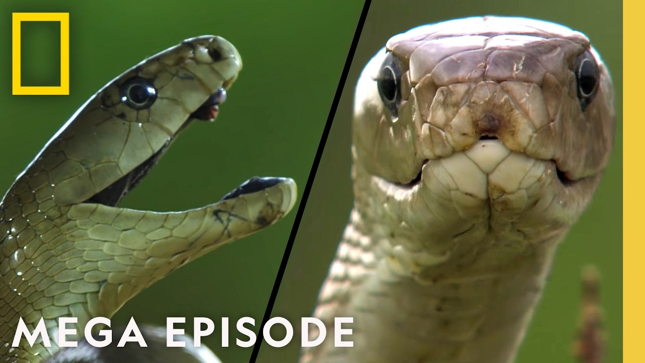 Inside the Deadly World of Snakes | MEGA Episode Special | Nat Geo Animals