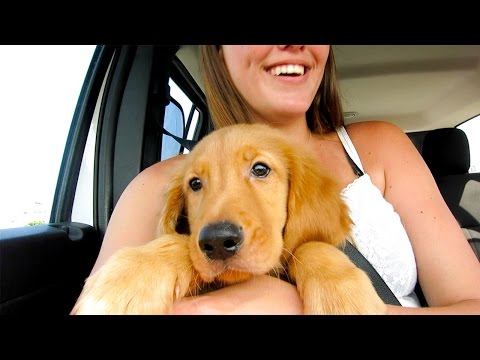 GETTING A NEW PUPPY! {7.18.2015}