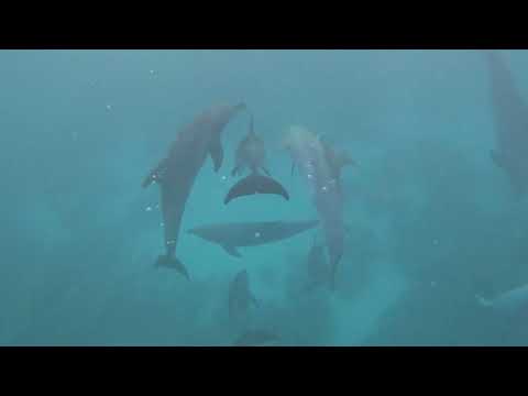 Nadar con delfines en libertad