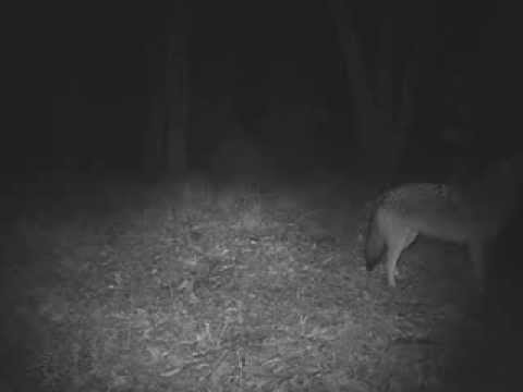 The yip-howl of the coywolves in the Eastern Townships. - YouTube