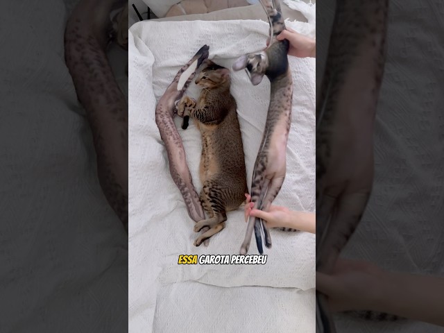 Ela fez algo INCRÍVEL para seu gato 🧡😻