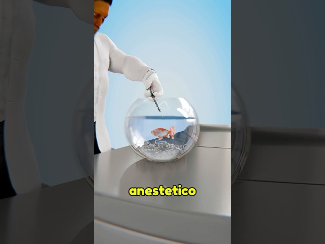 IL VETERINARIO CHE OPERÓ UN PESCE ROSSO PER SALVARGLI LA VITA (credits: ​⁠@zackdfilms)