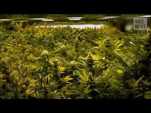 Marihuana Zuechten In Nur 8 Wochen
