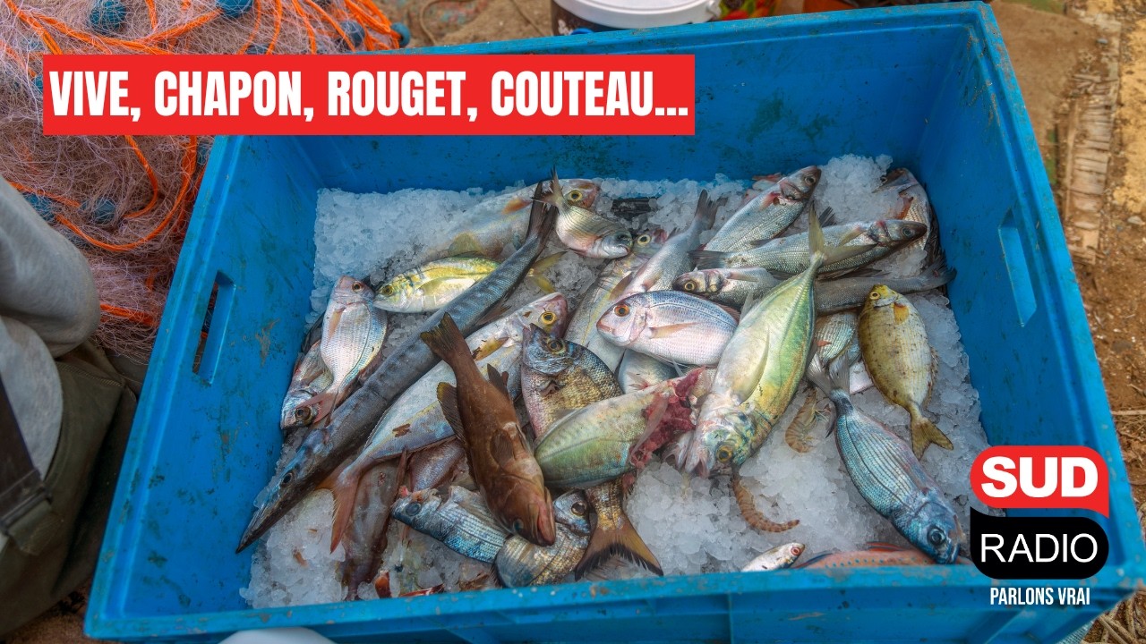 À Narbonne, le chef Lionel Giraud fait vivre toute la pêche méditerranéenne