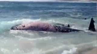 クジラの死体に群れるサメ2