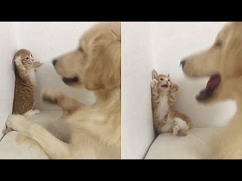 개와 맞짱뜨는 새끼 고양이...힐링되는 웃긴 영상 34탄