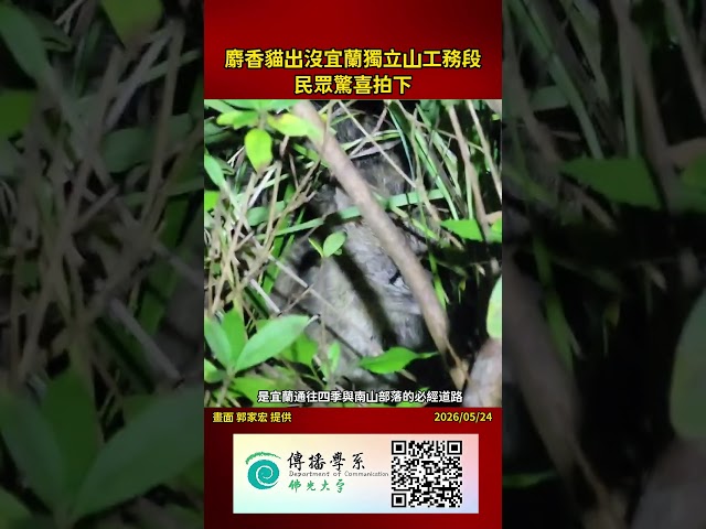 影音/麝香貓出沒宜蘭獨立山工務段 民眾驚喜拍下