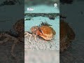 Timelapse captures spider crab molting  - 00:31 min - News - Video