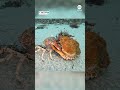 Timelapse captures spider crab molting