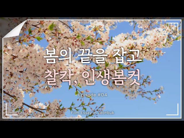 [4K] 꽃가루를 날려~♬ 찰칵! 담아보는 인생봄컷🌸