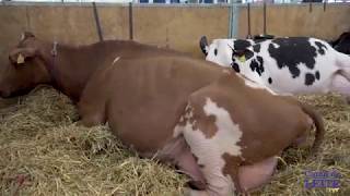 O gado Holandês na Agroleite 2019 - Reportagem Especial