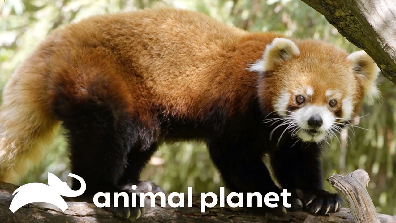 Willow the Red Panda 🔴🌿 The Zoo | Animal Planet