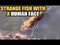 Fish with a human face found in China, video goes viral