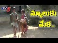 Watch a goat going to school regularly in Telangana