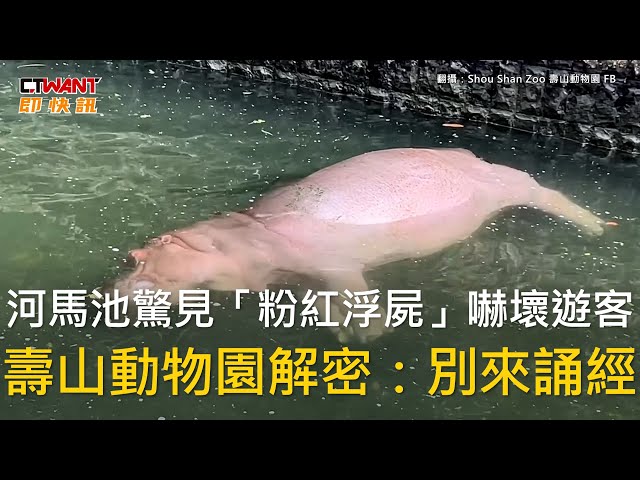 河馬側躺水中零動靜…遊客見「粉紅浮屍」嚇壞 壽山動物園揭真相