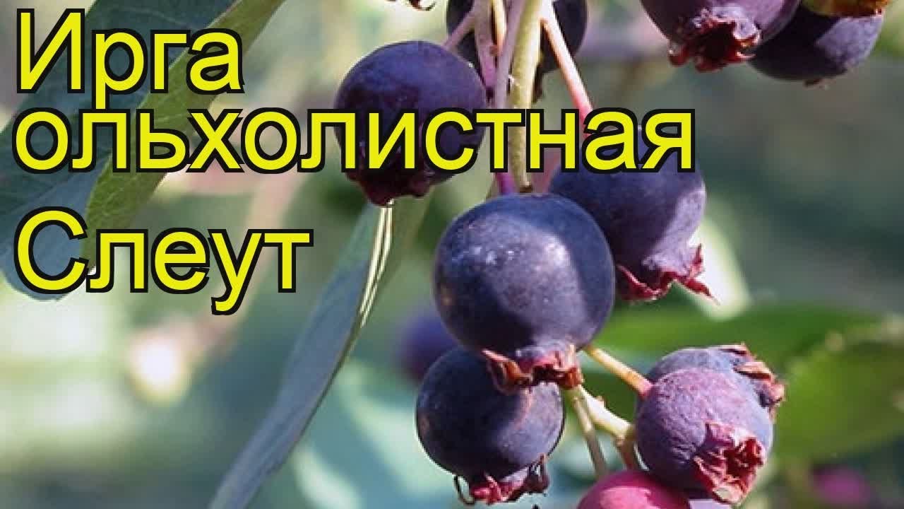 Ирга ольхолистная описание сорта фото