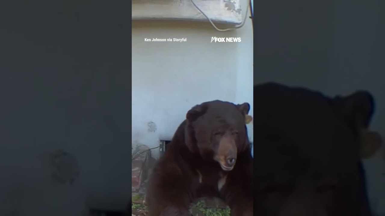 WATCH: MASSIVE bear squeezes into home's crawl space #shorts #bear #wildlife #animals #viral #us