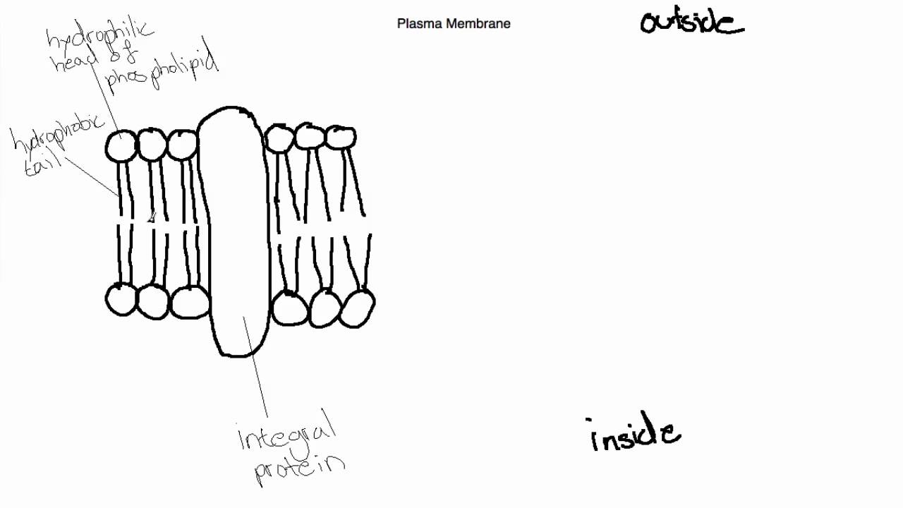 IB Biology Topic 2.4.1 Draw and Label the Plasma Membrane YouTube