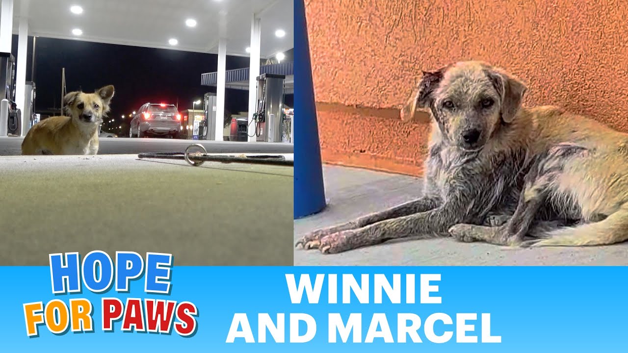 Dog rescue takes a weird turn in the middle of the night 😨 #GivingTuesday 🐶