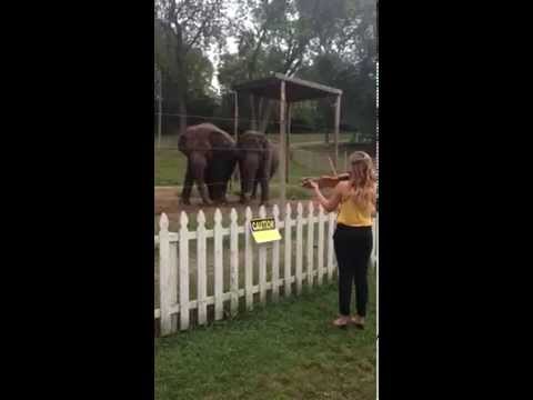 Погледнете што се случи кога девојкава реши да им отсвири нешто на слоновите со својата виолина