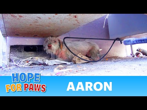 Hope For Paws: Homeless sick dog living under cars for 7 months - finally saved! Please share.