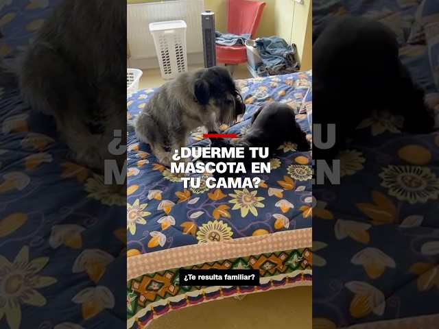 ¿Duerme tu mascota en tu cama?