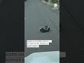 Mother skunk wrangles babies across roadway  - 00:47 min - News - Video