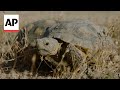 70 endangered desert tortoises reintroduced into wild