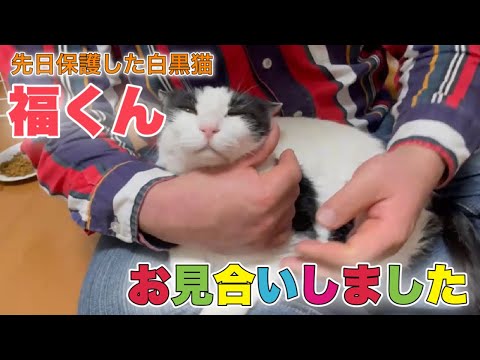 先日保護した捨て猫らしき猫さんに早速 お見合いが Meeting A Rescue Cat まとめちゅーぶ