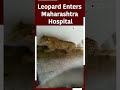 Panic As Leopard Enters Hospital In Maharashtras Nandurbar District  - 00:36 min - News - Video