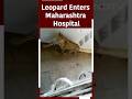 Panic As Leopard Enters Hospital In Maharashtras Nandurbar District