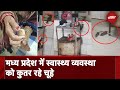 Madhya Pradesh के Hospital में चूहों का आतंक, बच्चों को चूहों से बचाना बड़ी चुनौती