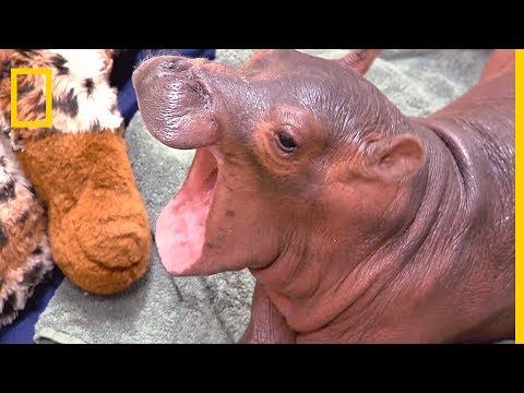 Fiona, bébé hippopotame