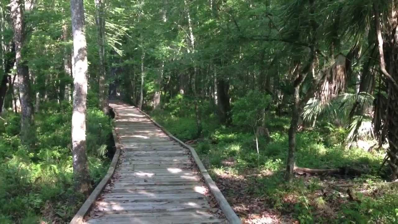 Big Cypress Boardwalk Trail (Goethe State Forest) - YouTube