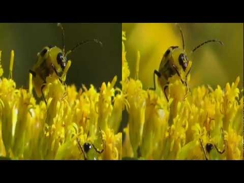 3D Spotted Cucumer Beetle LOVES the flower