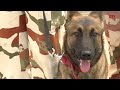 Women Dog Handlers Being Trained At Border Police Camp In Panchkula  - 02:29 min - News - Video