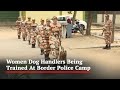 Women Dog Handlers Being Trained At Border Police Camp In Panchkula