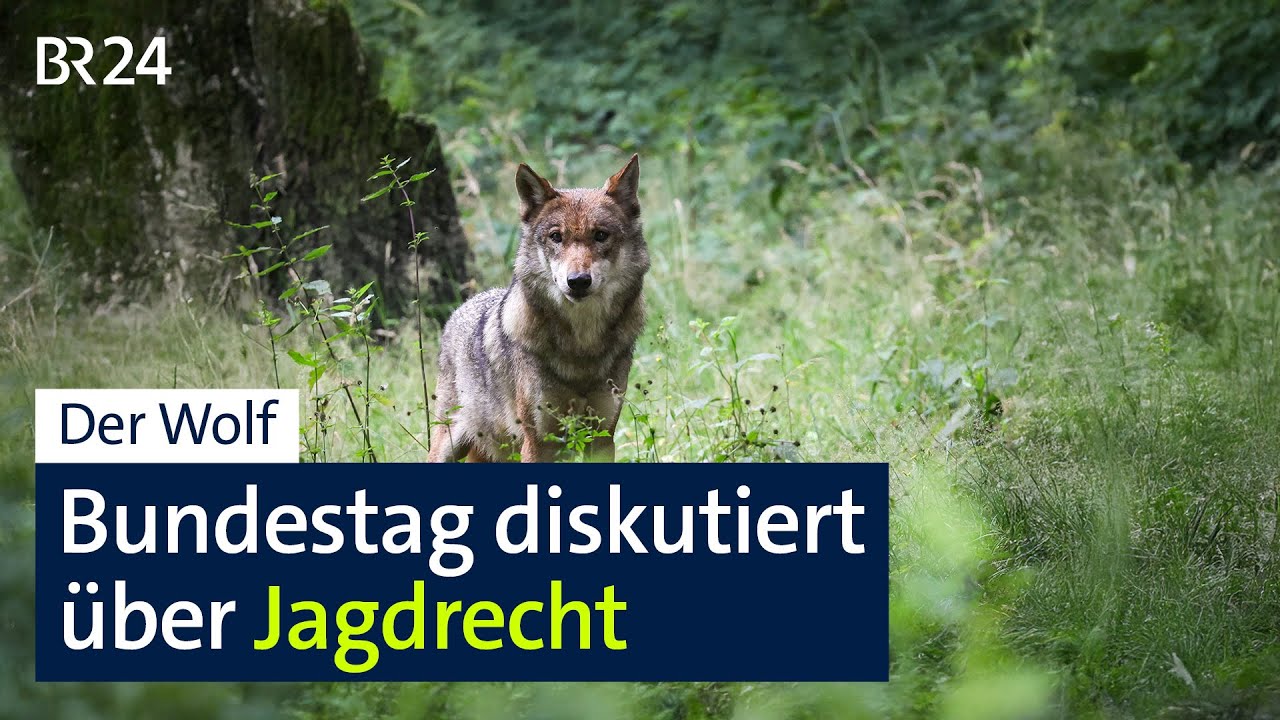 Der Wolf: Bundestag diskutiert über Jagdrecht | BR24