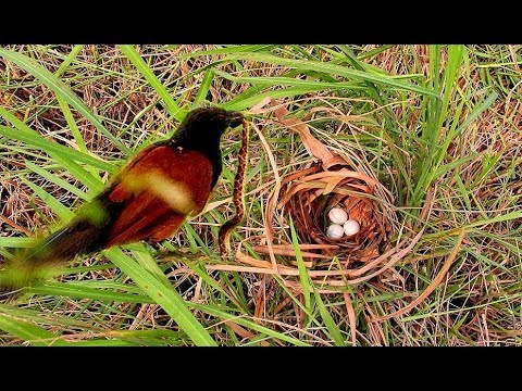 Ly kỳ chuyện Bìm bịp bắt rắn về bảo vệ tổ