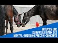 Coaching mit Pferden - Impressionen einer Ausbildung zum pferdegestützten Coach