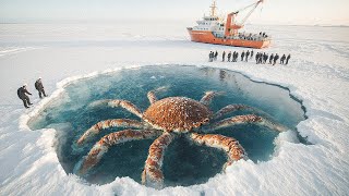 Загадочная скрытая экосистема обнаружена под антарктическим льдом