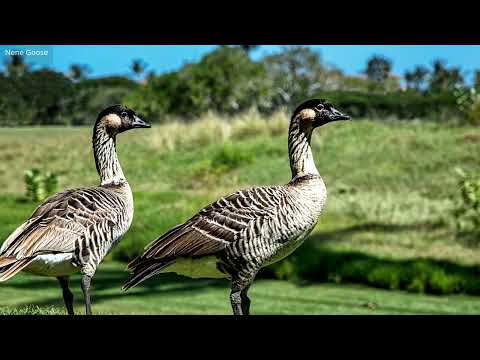 Vidéo de l’hébergement