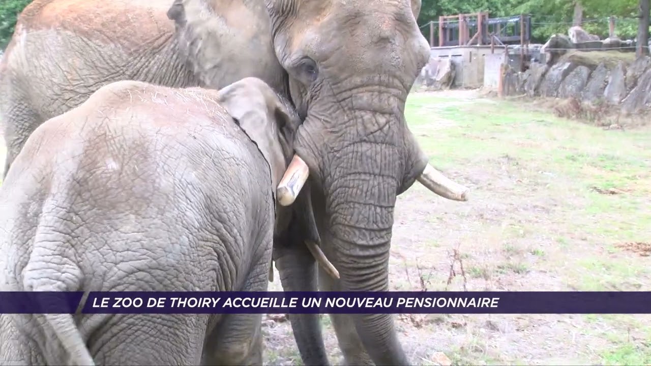 Yvelines | Le zoo de Thoiry accueille un nouveau pensionnaire