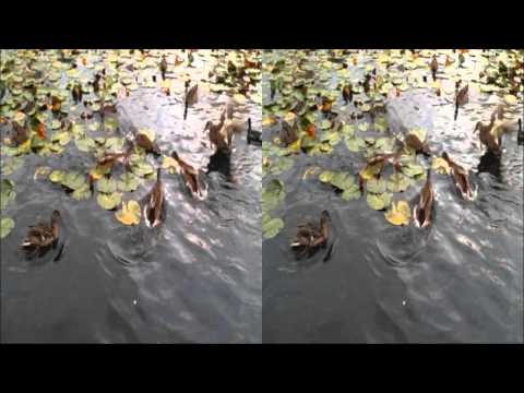 LG Optimus 3D Clips (Feeding the ducks)