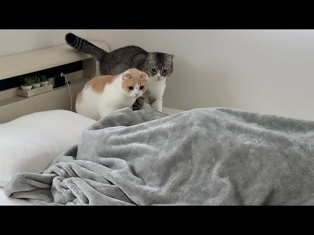 猫たちが朝5時に起こしてくるので布団に潜って無視したらこうなっちゃいましたw