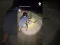Massive Burmese python captured in Florida