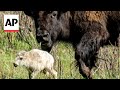 Rare white buffalo is reportedly born in Yellowstone Park