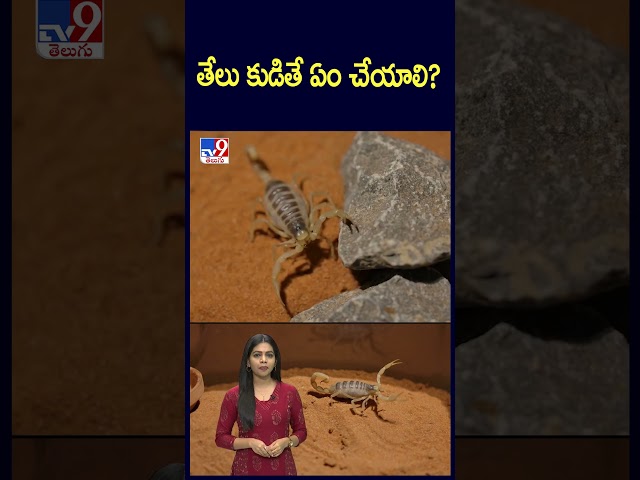 తేలు కుడితే ఏం చేయాలి? | Scorpion sting - TV9