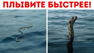 У этой змеи больше яда, чем у кобры — будьте осторожны в воде