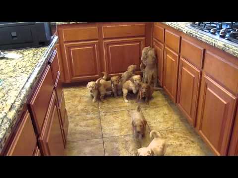 Goldendoodle Puppies Work for their food!